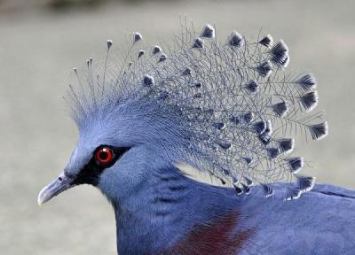 کبوتری به زیبایی طاووس، عکس