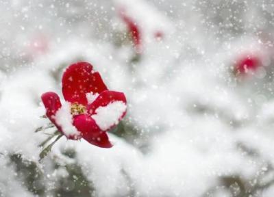 برترین گل ها برای پرورش در زمستان برترین گل ها برای پرورش در زمستان